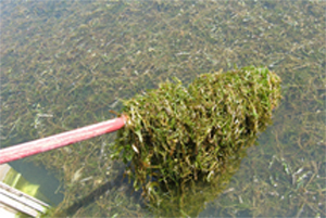 Infestation of curly pondweed in Mermet Lake.